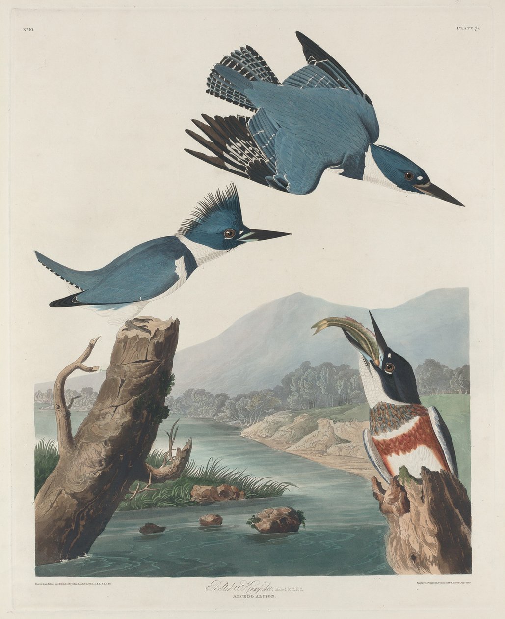 Belted Kingsfisher, 1830. av Robert Havell