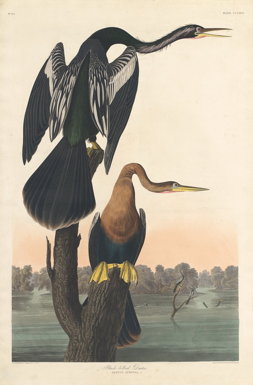 Svart-bellied Darter, 1836. av Robert Havell