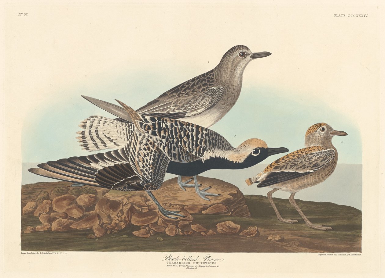 Svartbuk, 1836. av Robert Havell