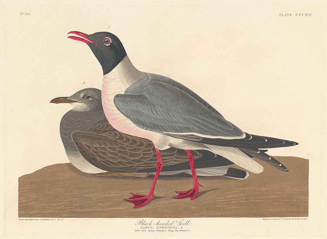 Svarthodemåke, 1836. av Robert Havell