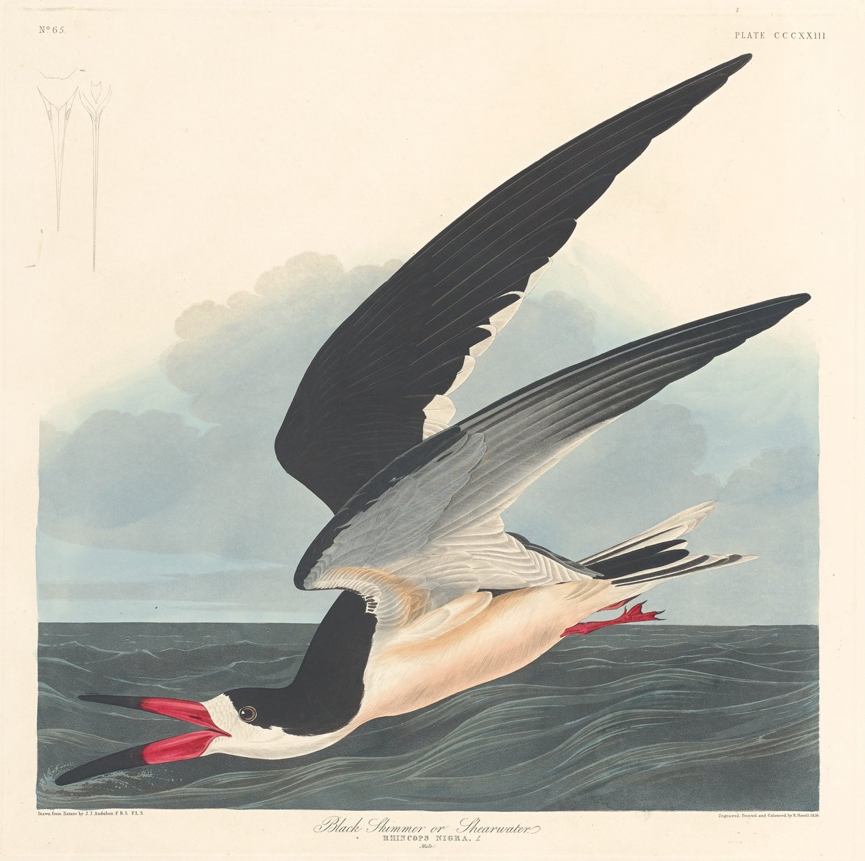 Svart skimmer, 1836. av Robert Havell