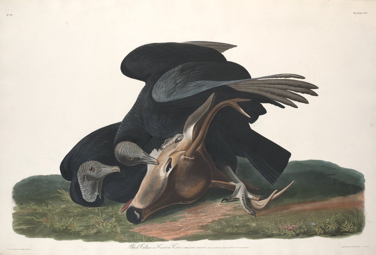 Svart gribb, 1831. av Robert Havell