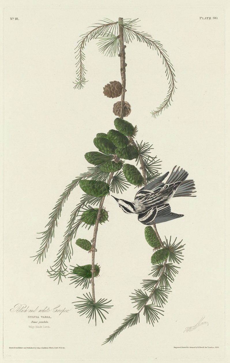 Black and White Creeper, 1830. av Robert Havell