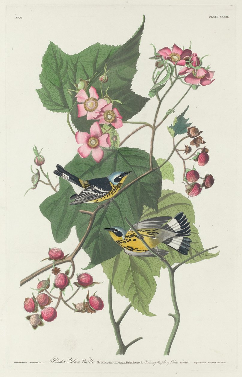 Svart og gul sanger, 1831. av Robert Havell