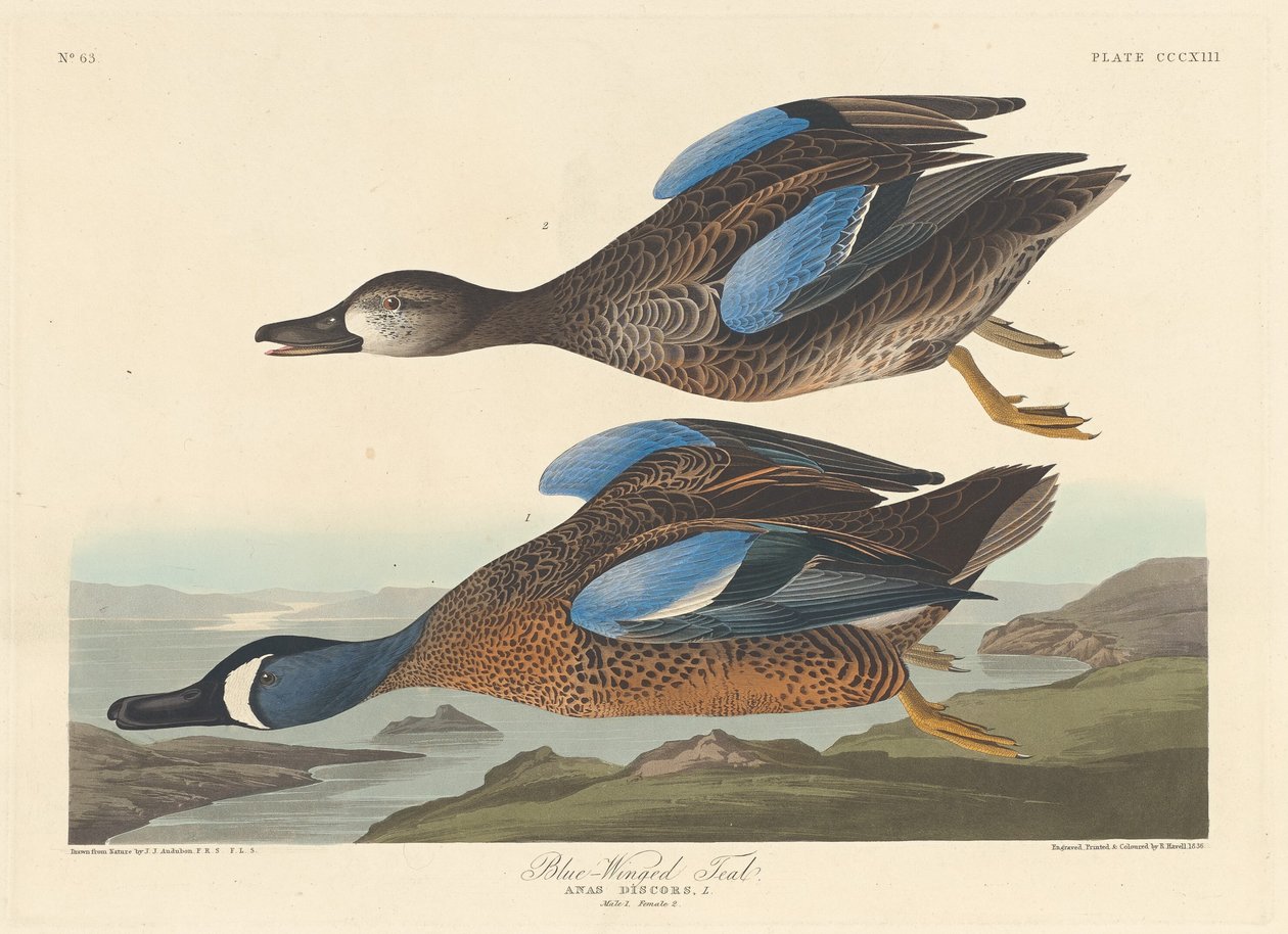 Blåvinget krikand, 1836. av Robert Havell