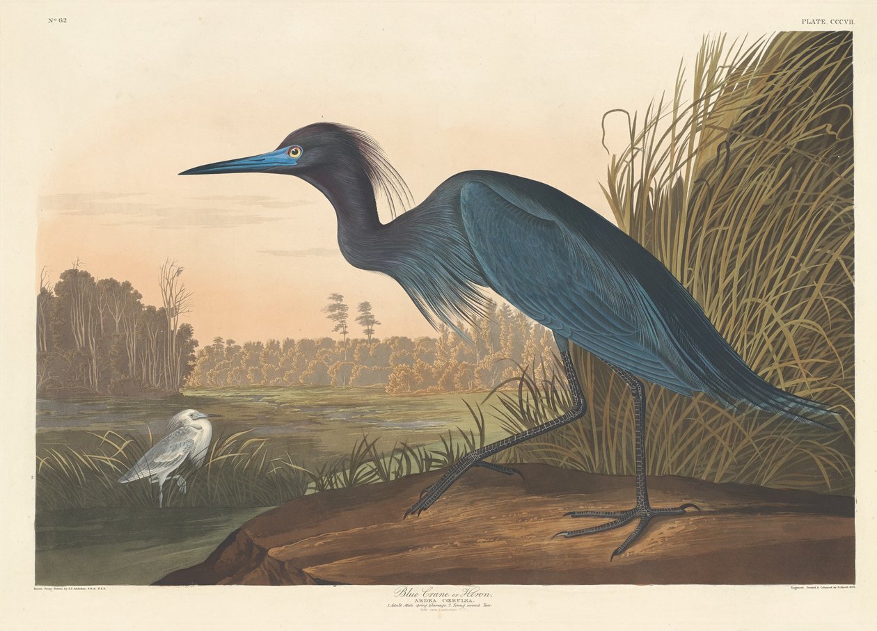 Blå kran eller hegre, 1836. av Robert Havell
