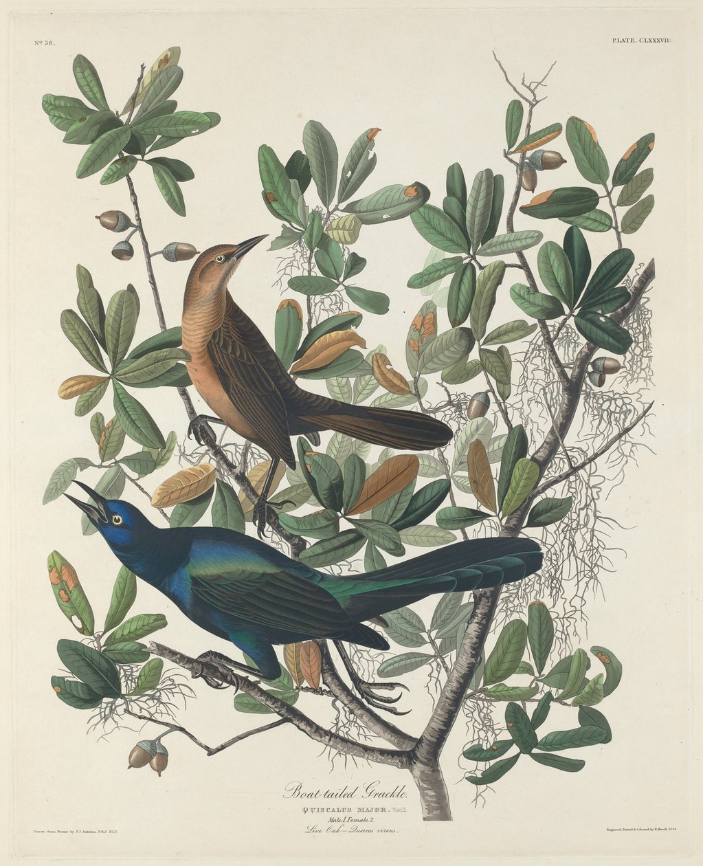 Grackle med båthale, 1834. av Robert Havell