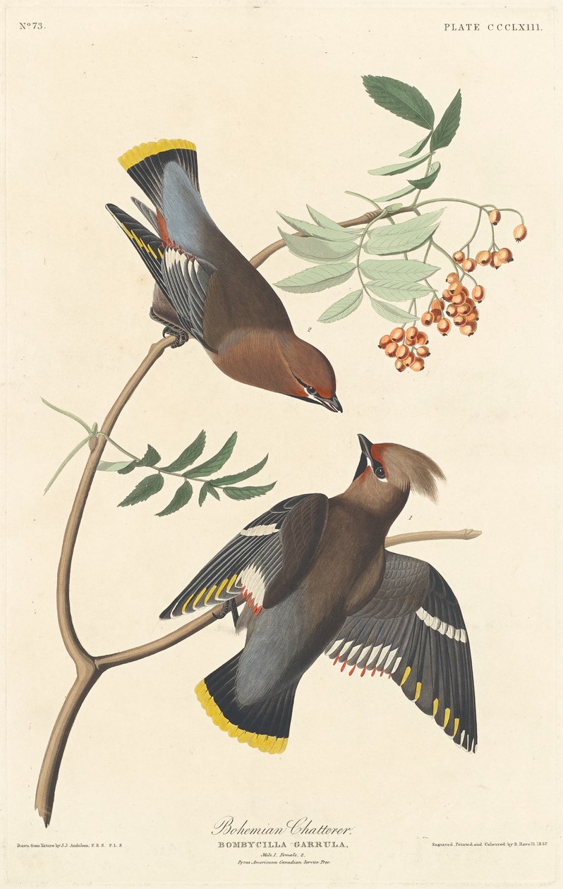 Bohemian Chatterer, 1837. av Robert Havell