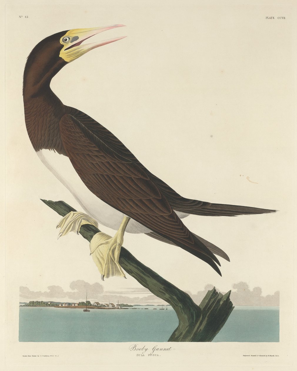 Boby Gannett, 1834. av Robert Havell