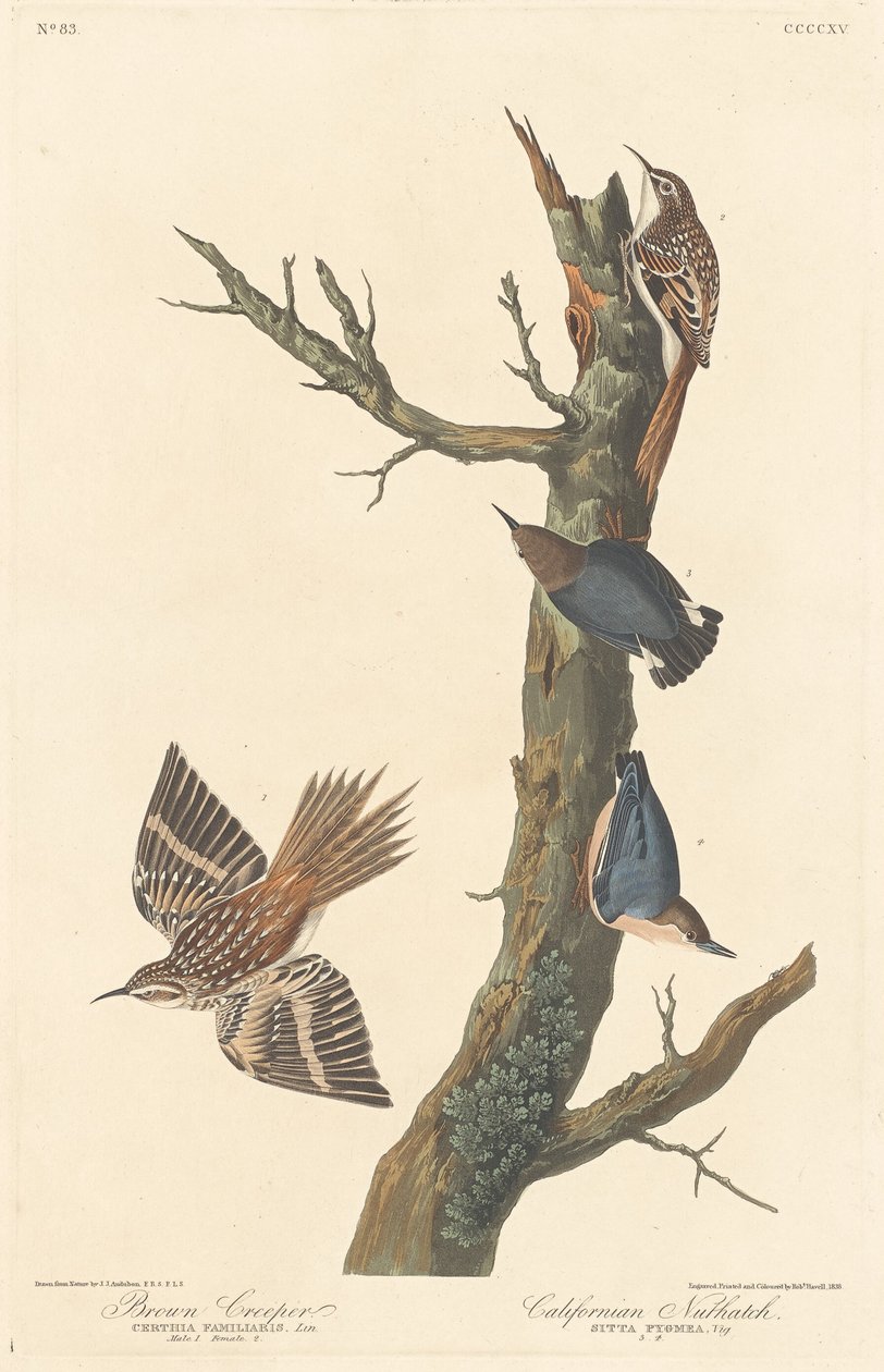 Brown Creeper og Californian Nuthatch, 1838. av Robert Havell