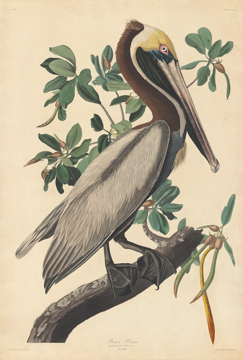 Brun pelikan, 1835. av Robert Havell