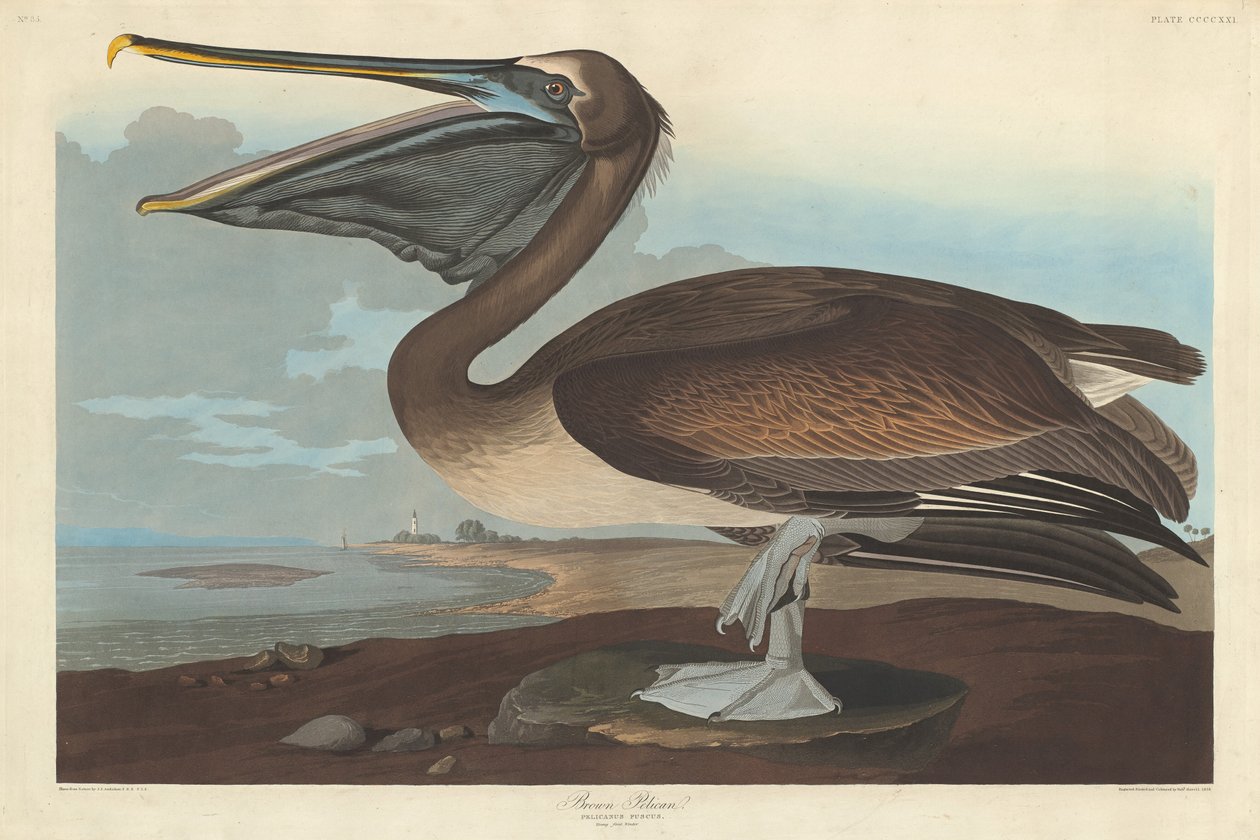Brown Pelican, 1838. av Robert Havell