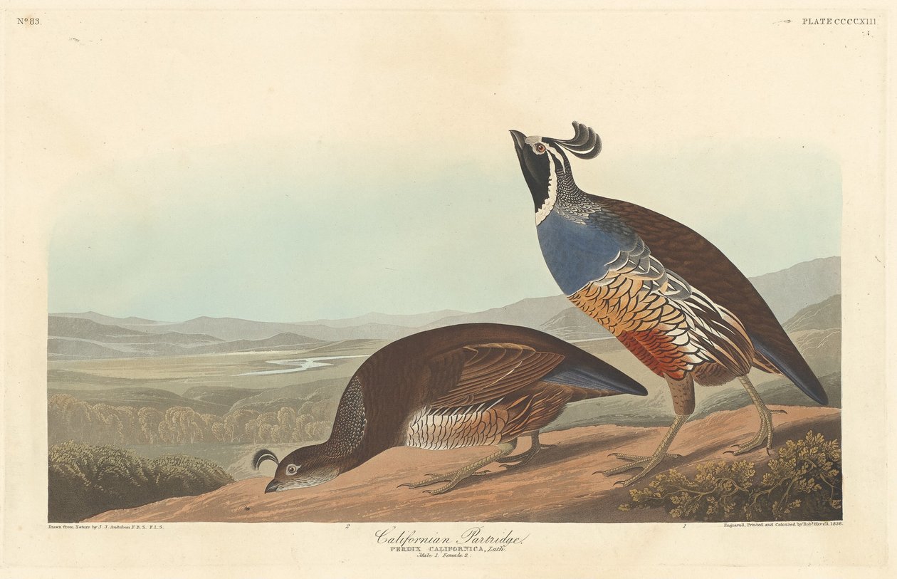 Californian Partridge, 1838. av Robert Havell