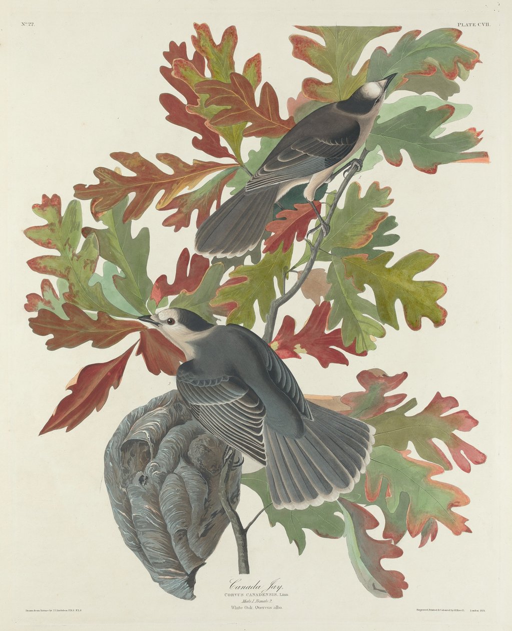 Canada Jay, 1831. av Robert Havell
