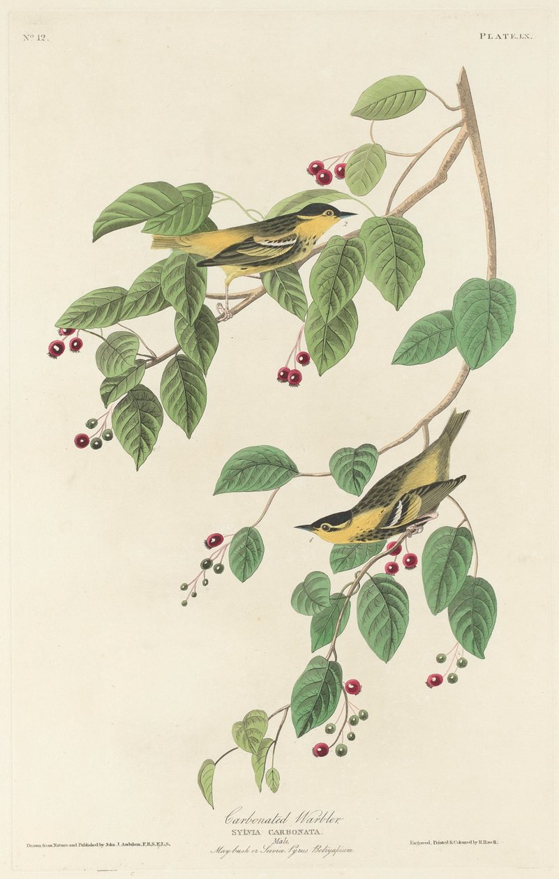 Kullsyresanger, 1829. av Robert Havell