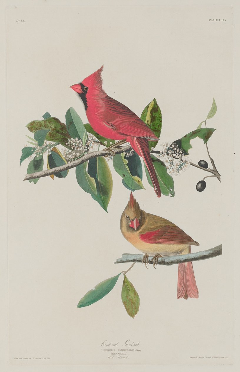 Kardinal Grosbeak, 1833. av Robert Havell