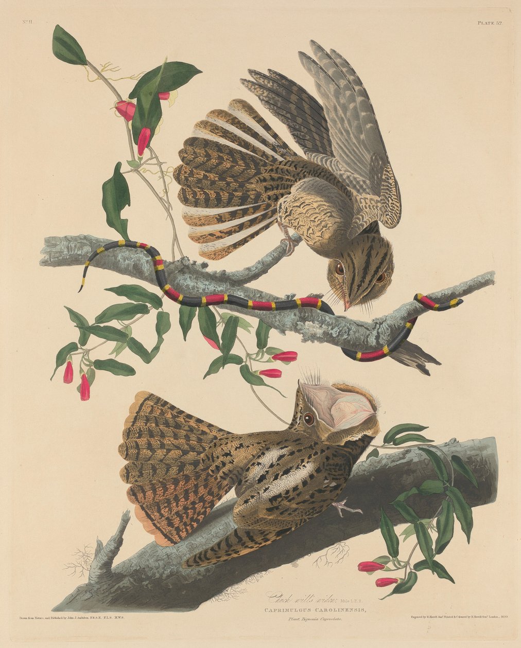 Chuck Wills enke, 1829. av Robert Havell