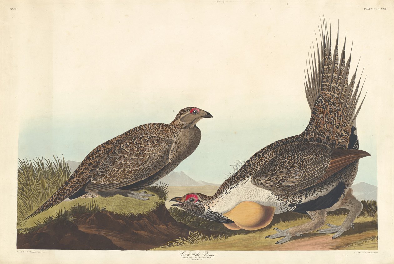 Cock of the Plains, 1837. av Robert Havell