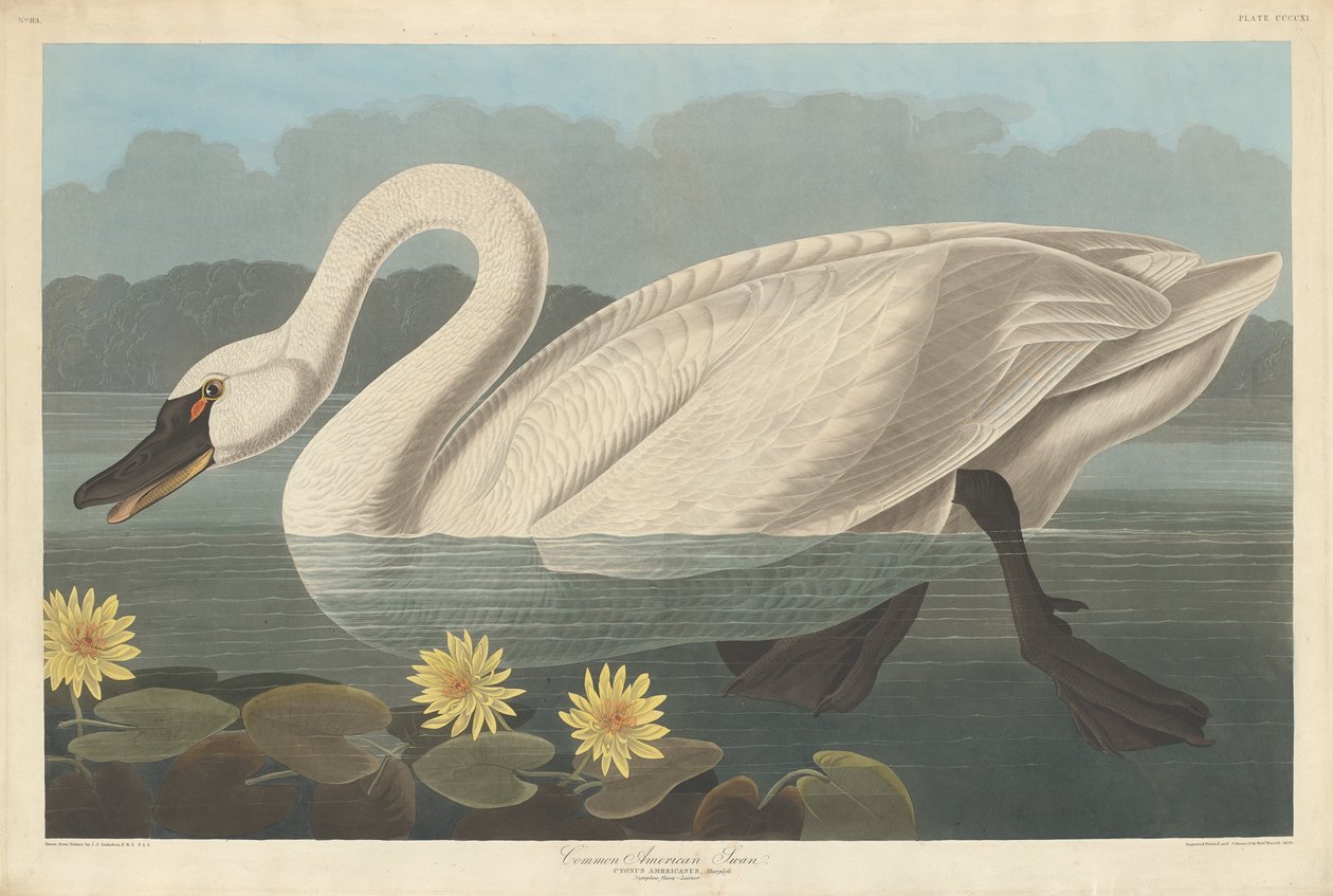 Vanlig amerikansk svane, 1838. av Robert Havell