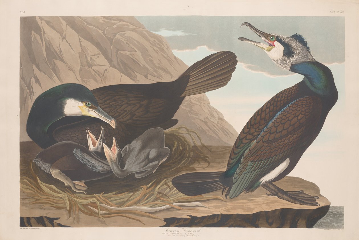 Vanlig skarv, 1835. av Robert Havell