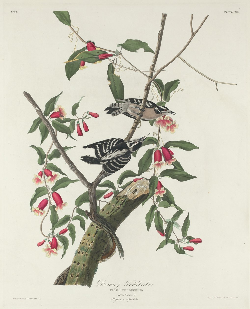 Dunet hakkespett, 1831. av Robert Havell