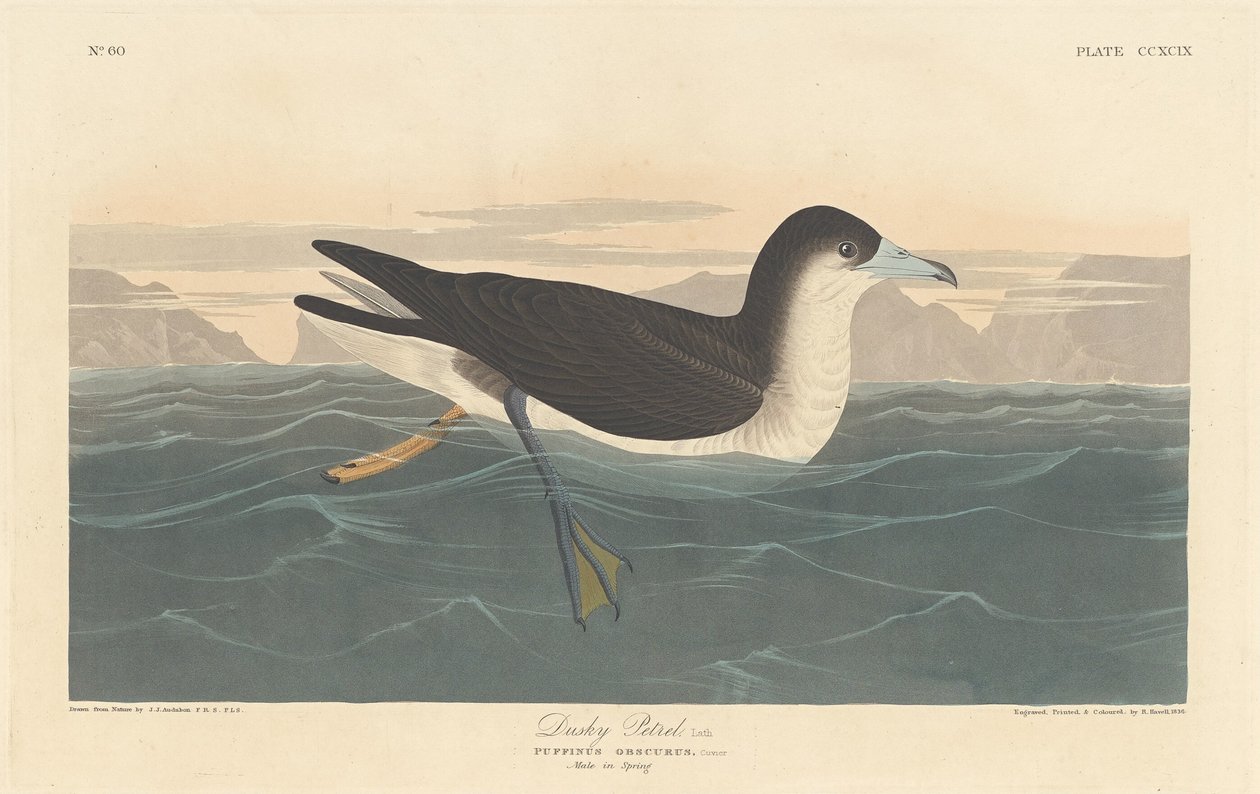 Dusky Petrel, 1836.    1156040   no       norwegian Successfully Translated  Original: Views: The Library, Venice Translat: Views: The Library, Venice 1297597 no norwegian Successfully Translated Original: Demolition of Waterloo Bridge, City of Westminster av Robert Havell