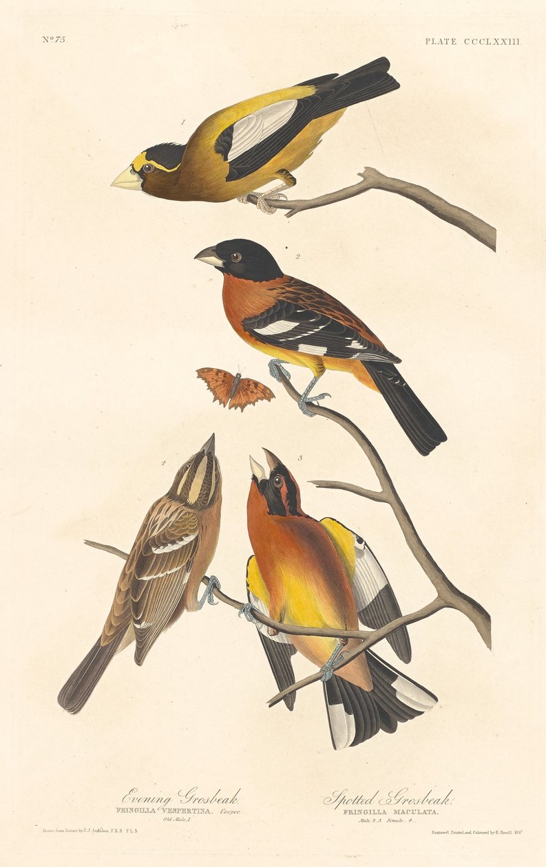 Evening Grosbeak og Spotted Grosbeak, 1837. av Robert Havell