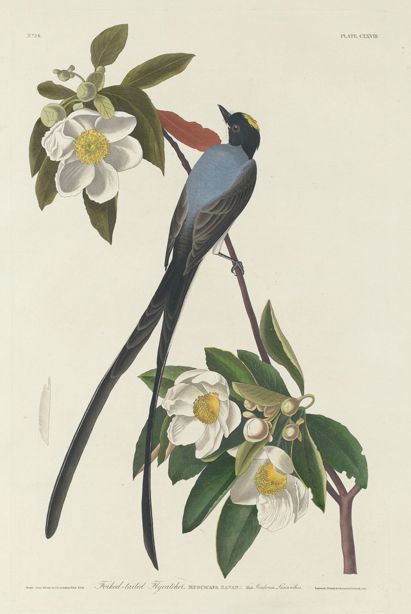 Gaffelhalefluesnapper, 1833. av Robert Havell