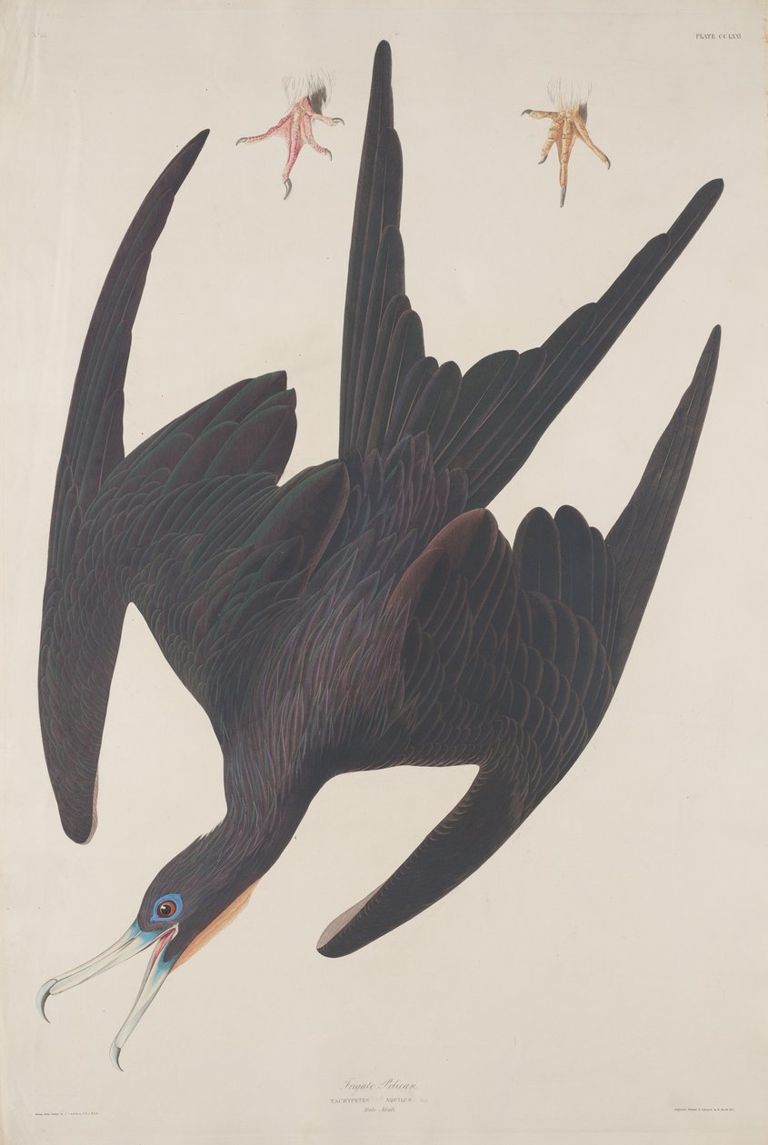 Fregatt Pelican, 1835. av Robert Havell