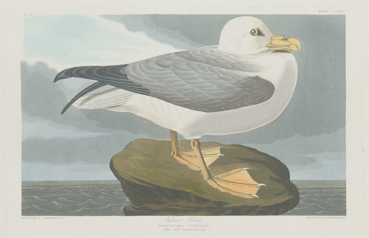 Fulmer Petrel, 1835. av Robert Havell
