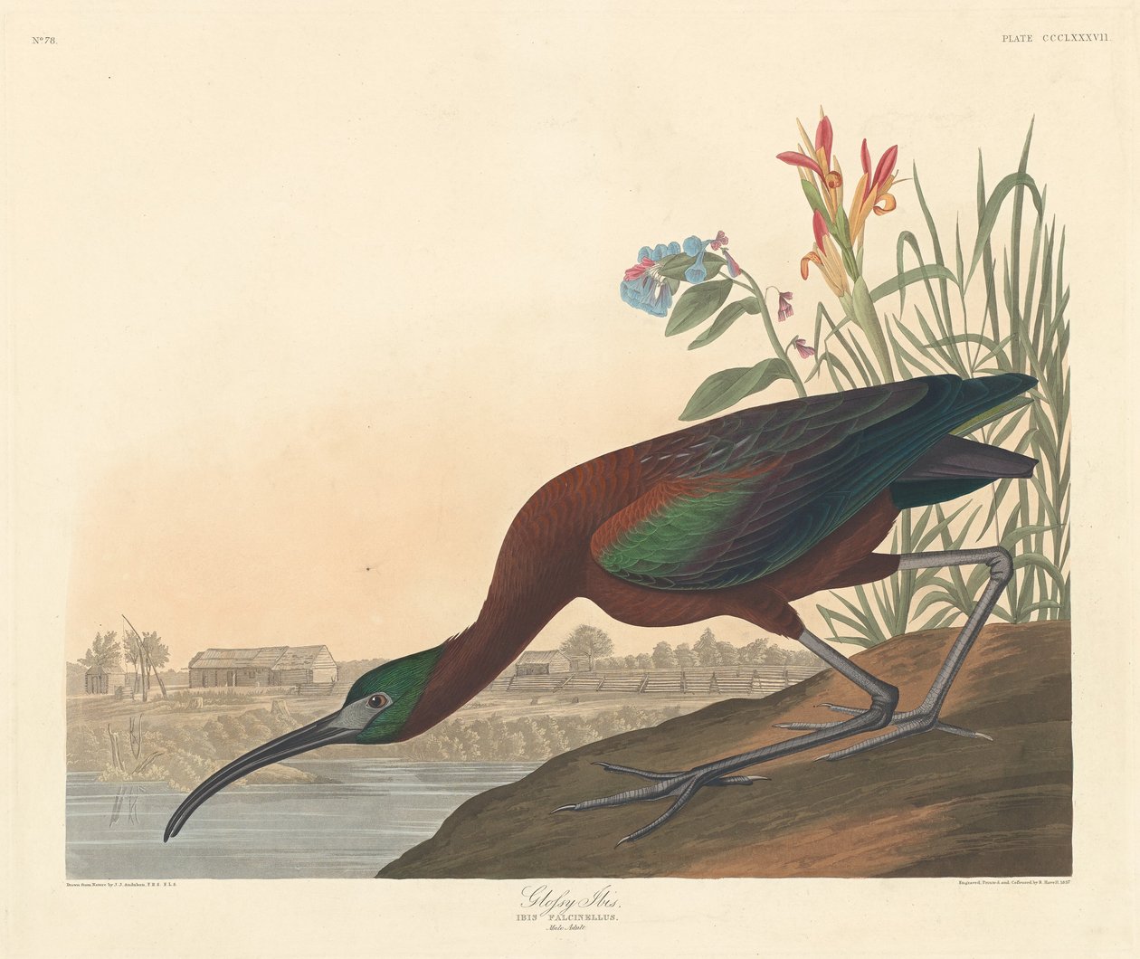 Glanset Ibis, 1837. av Robert Havell