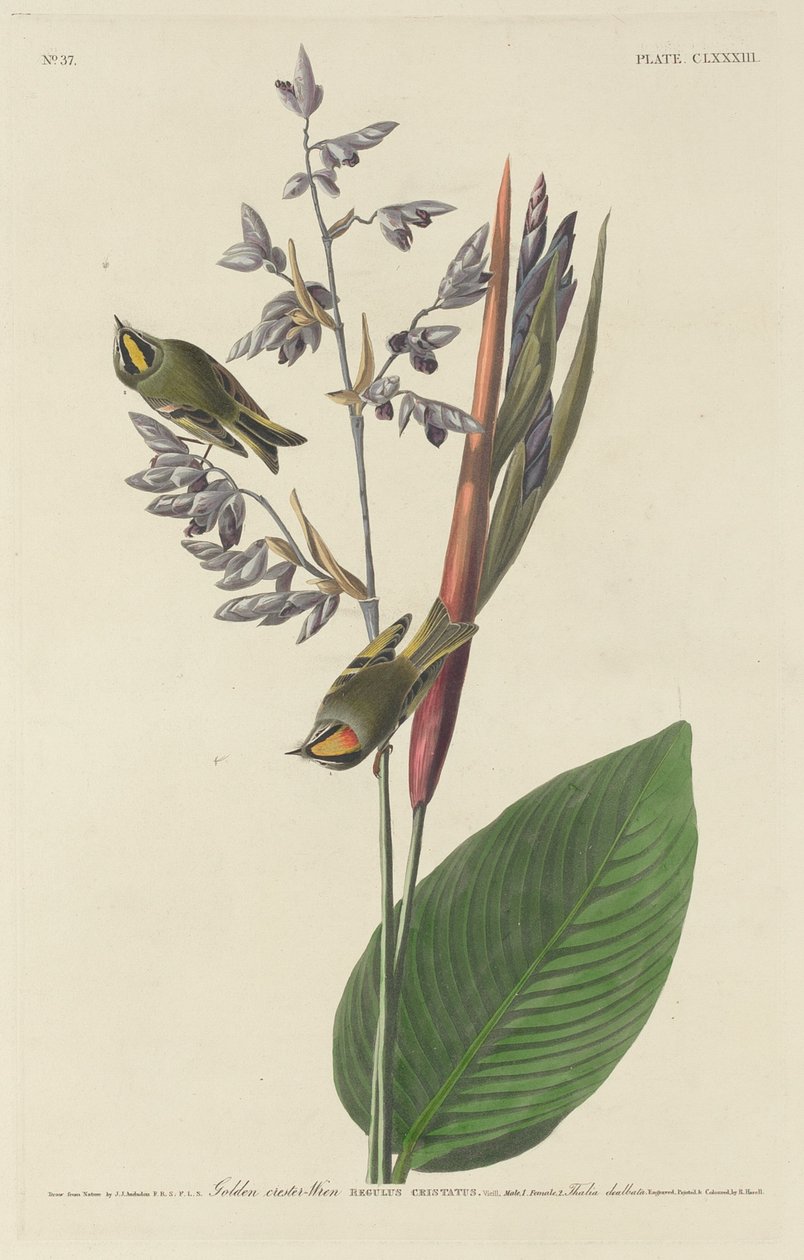 Gylden-Krested Wren, 1833. av Robert Havell