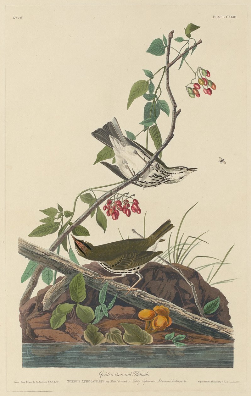 Gylden-kronet trost, 1832. av Robert Havell