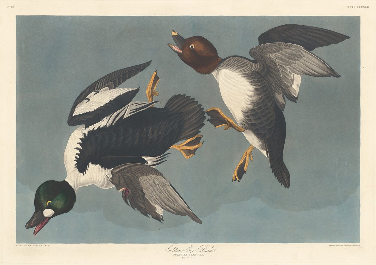 Golden-eye Duck, 1836. av Robert Havell