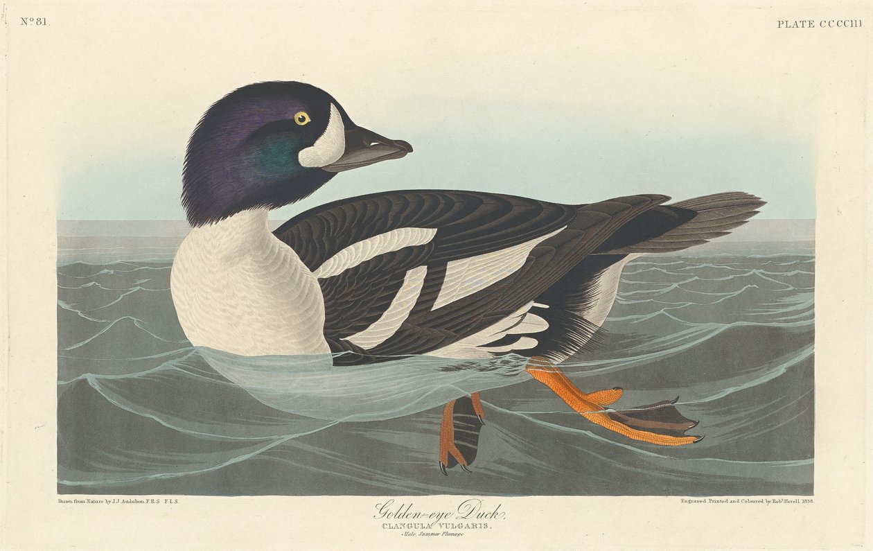 Golden-eye Duck, 1838. av Robert Havell