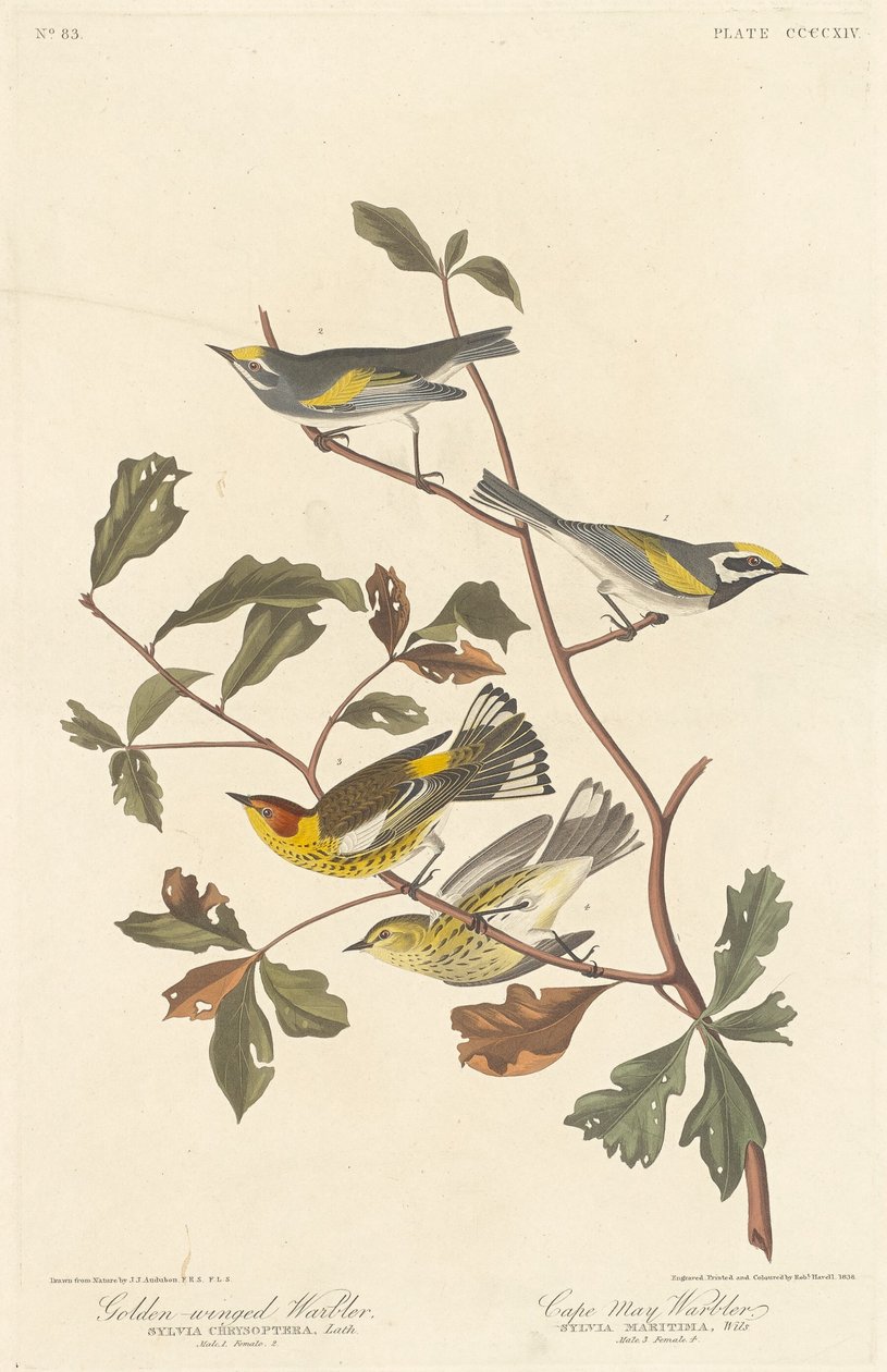 Golden-winged Warbler og Cape May Warbler, 1838. av Robert Havell