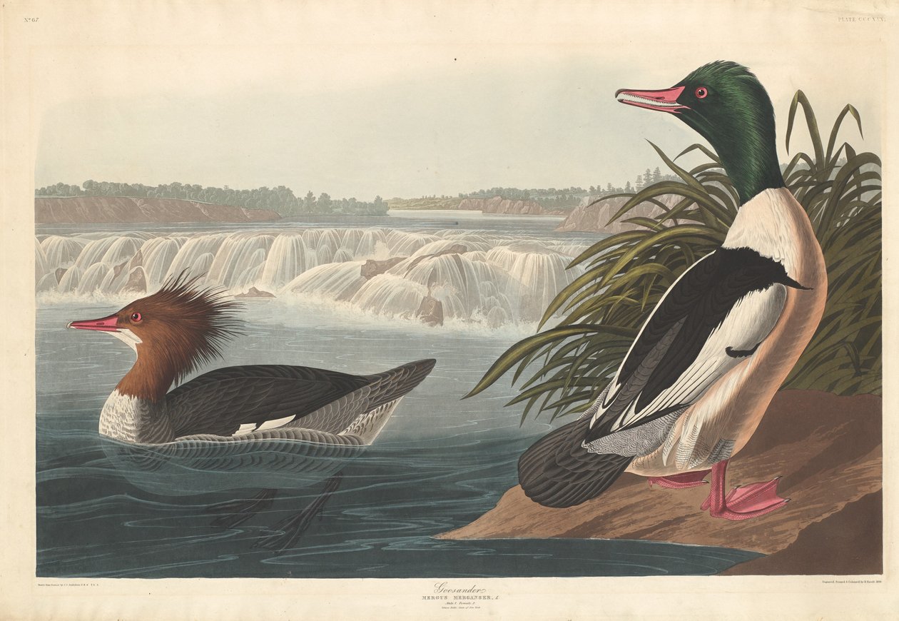 Goosander, 1836. av Robert Havell