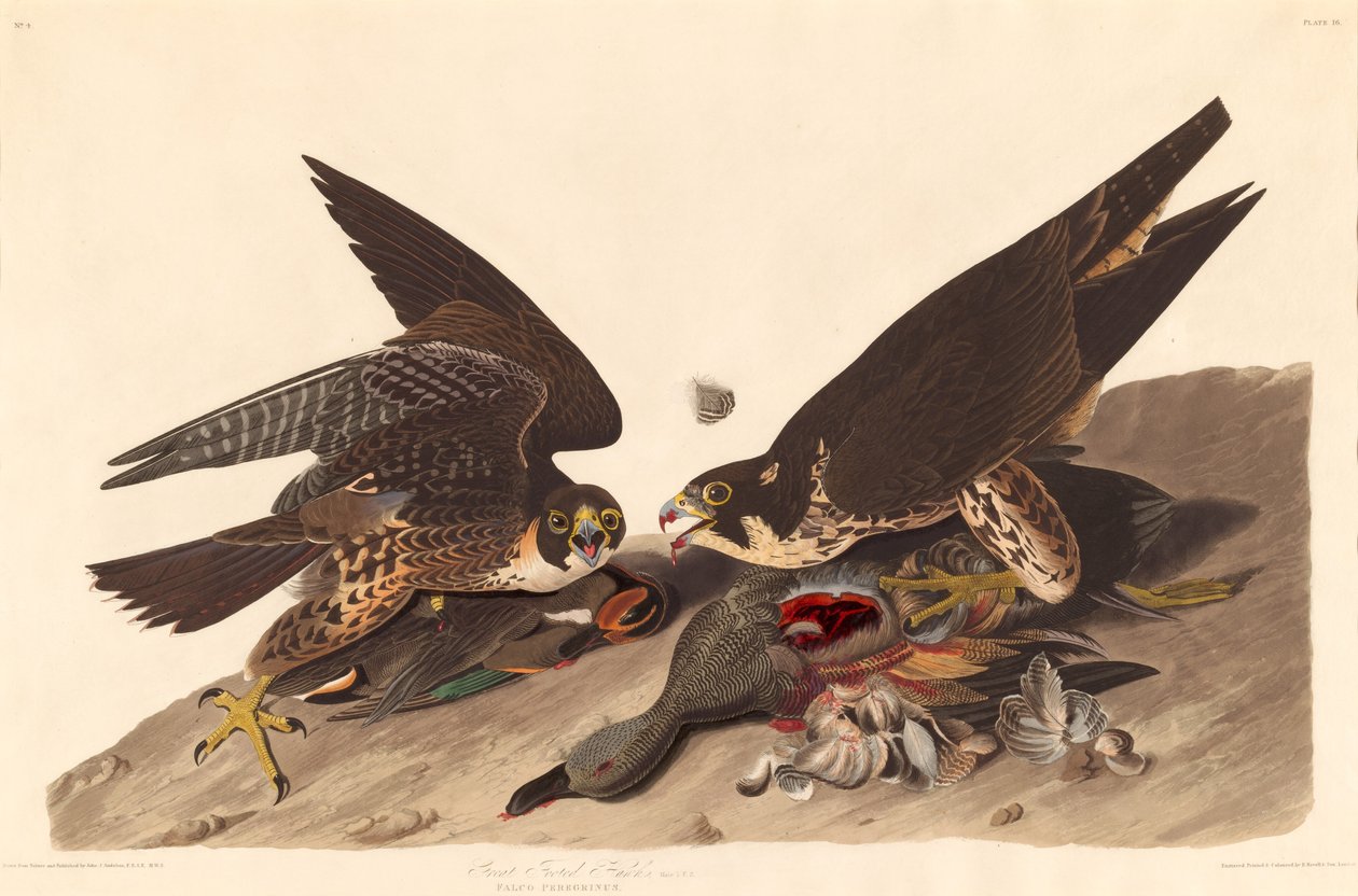 Great Footed Hawk, 1827. av Robert Havell