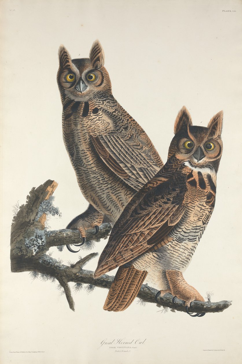 Stor hornugle, 1829. av Robert Havell