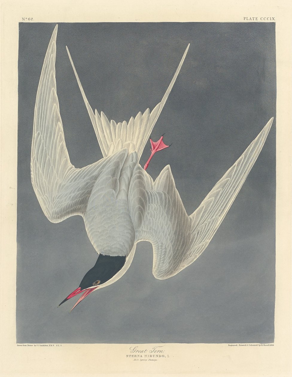 Stortern, 1836. av Robert Havell