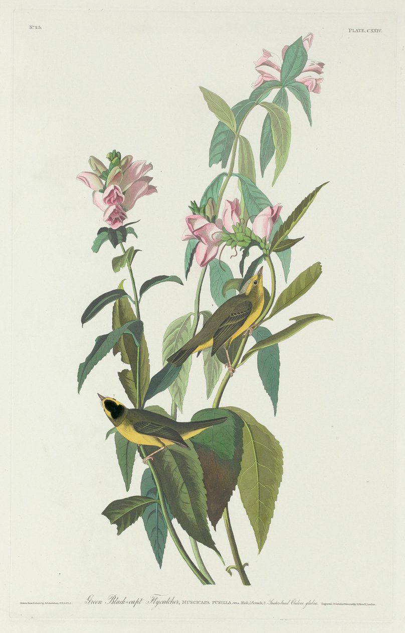 Green Black-Capt Fluesnapper, 1831. av Robert Havell