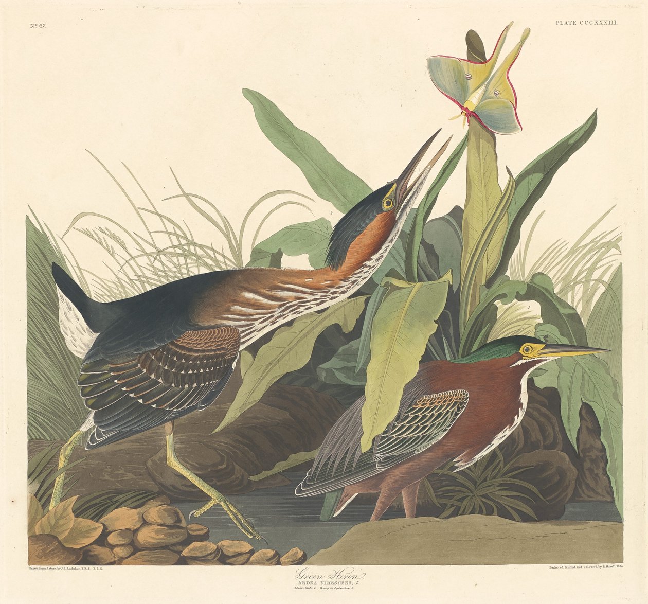 Green Heron, 1836. av Robert Havell