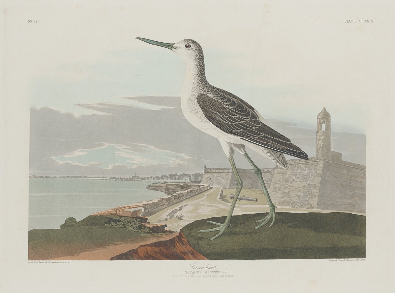 Greenshank, 1835. av Robert Havell