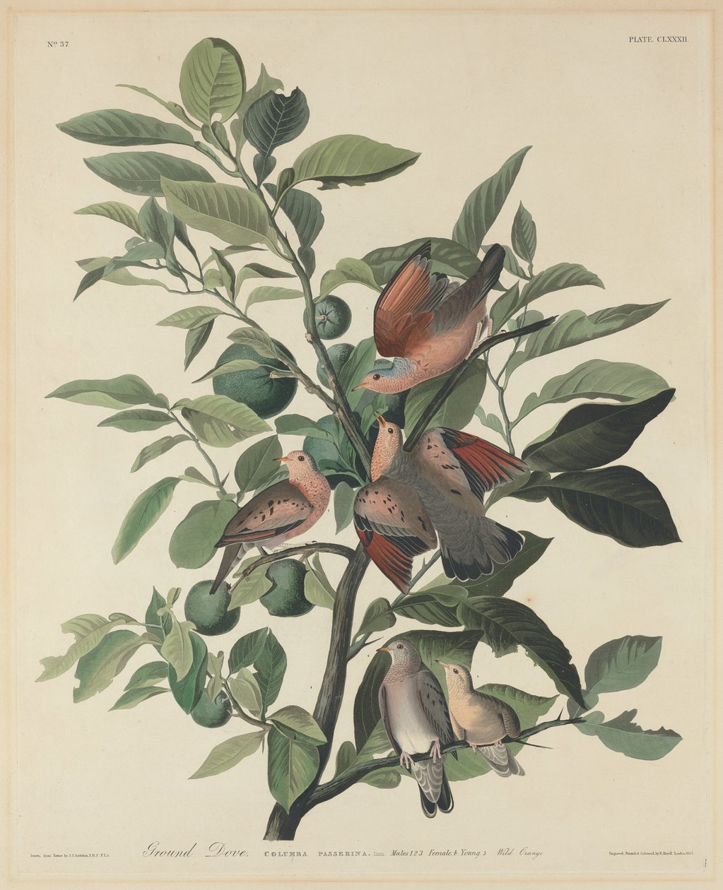 Ground Dove, 1833. av Robert Havell