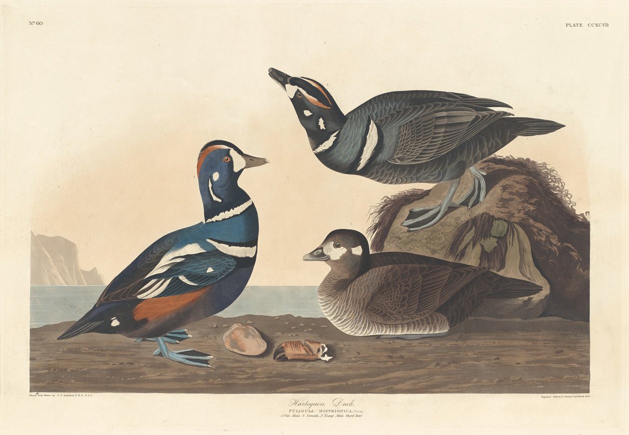 Harlekin Duck, 1836. av Robert Havell