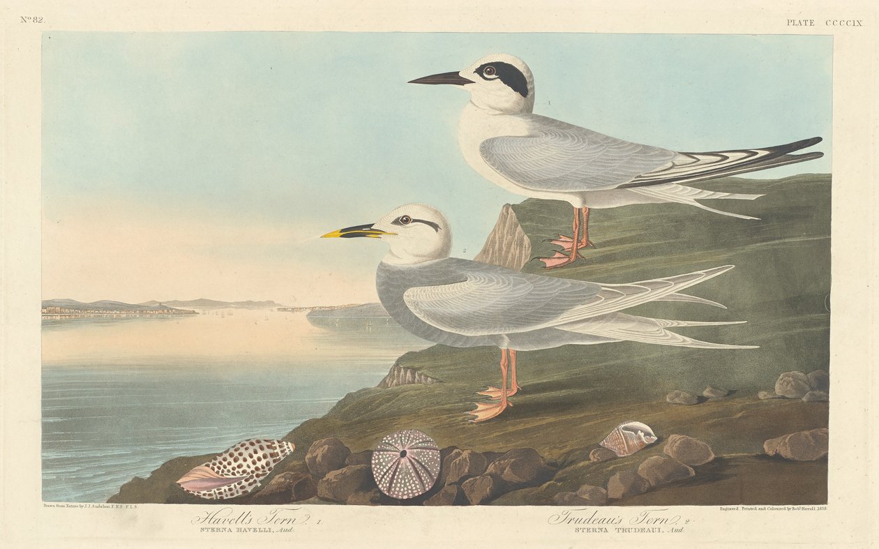 Havells tern og Trudeaus tern, 1838. av Robert Havell