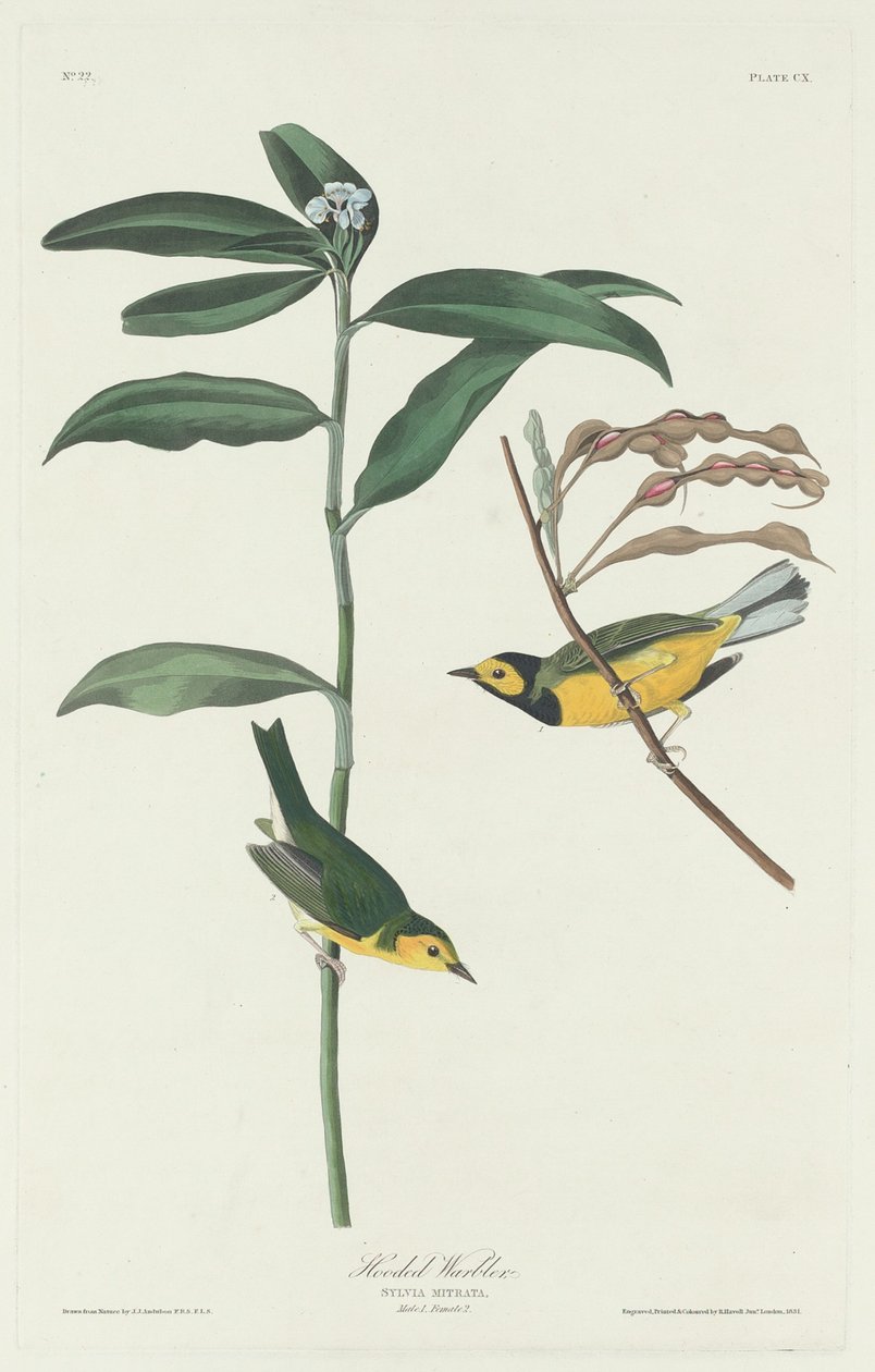 Hettesanger, 1831. av Robert Havell