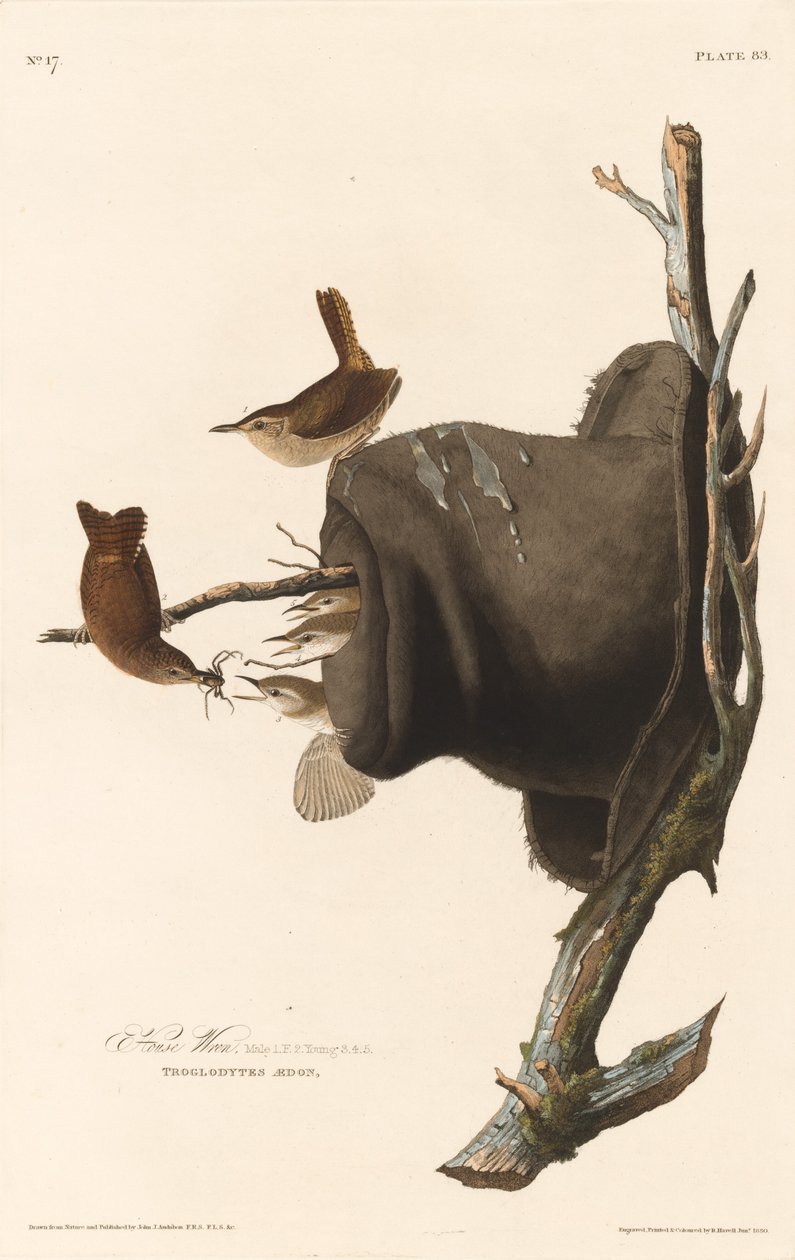 House Wren, 1830. av Robert Havell