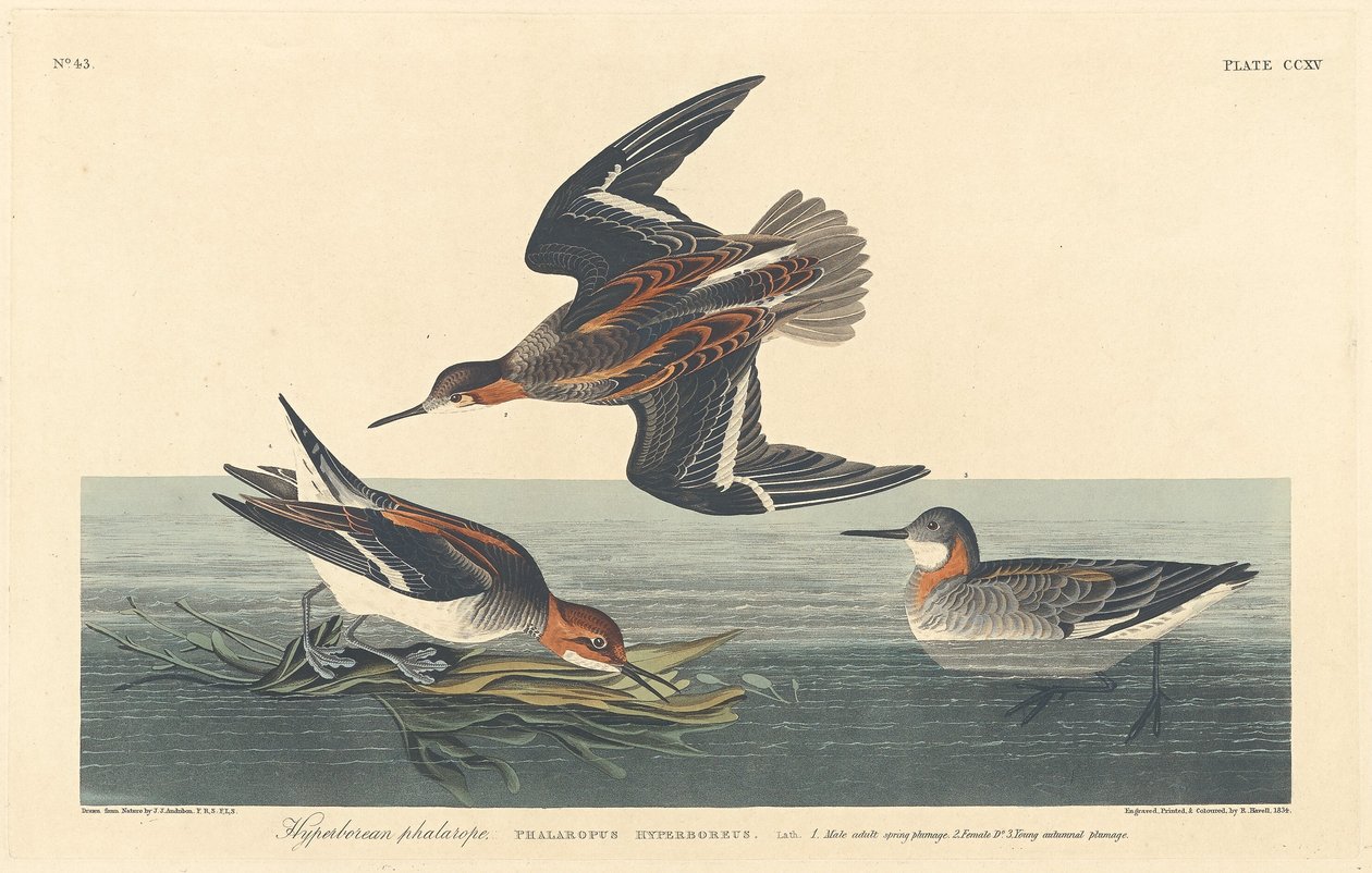 Hyperborean Phalarope, 1834. av Robert Havell