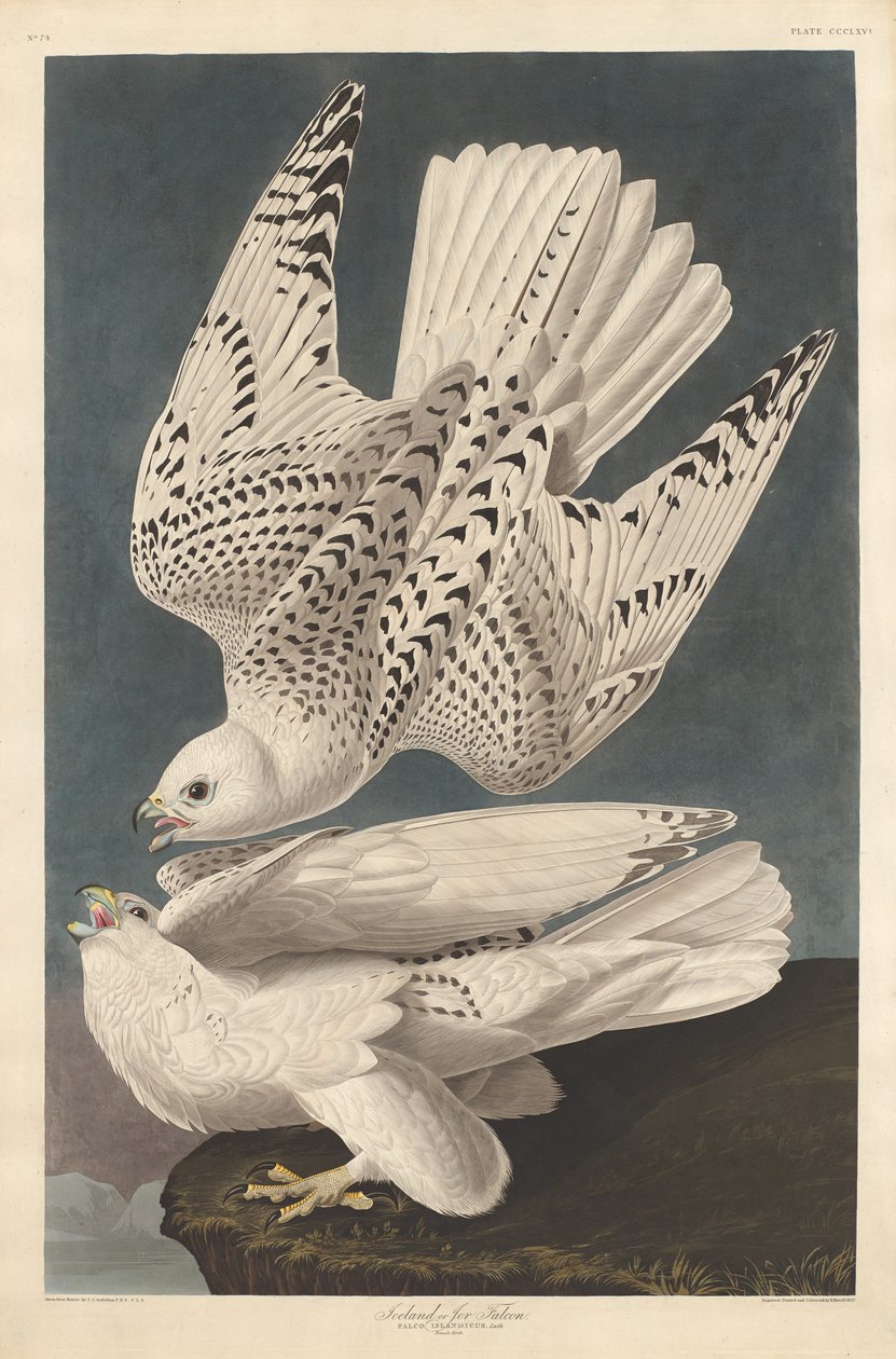 Island eller Jer Falcon, 1837. av Robert Havell